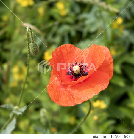 Vibrant red poppy flower blossoming in a lush green meadow Vibrant red poppy flower blossoming in a lush green meadow 125961608
