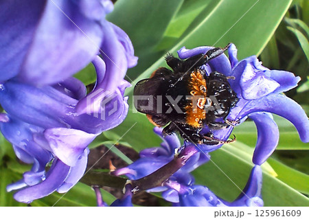 Close-up of a bumblebee on a purple flower collecting pollen Close-up of a bumblebee on a purple flower collecting pollen 125961609