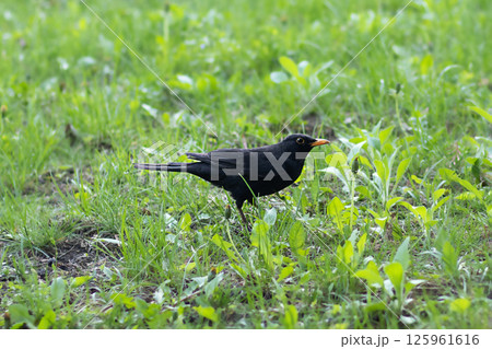 Blackbird standing in green grass on a bright sunny day outdoors 125961616