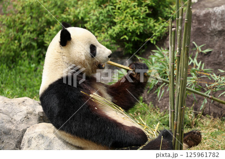 食事中のジャイアントパンダ 125961782