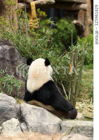 笹とたけのこを食べるジャイアントパンダ 笹とたけのこを食べるジャイアントパンダ 125961829