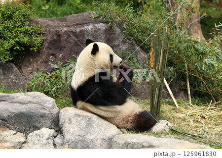 笹とたけのこを食べるジャイアントパンダ 125961830