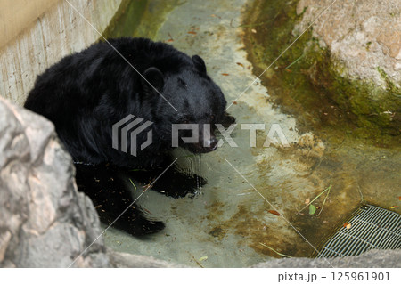 プールで水浴びをするツキノワグマ プールで水浴びをするツキノワグマ 125961901