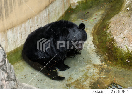 プールで水浴びをするツキノワグマ 125961904