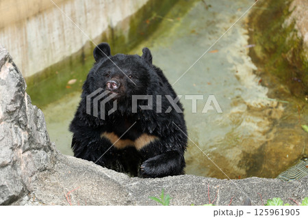プールで水浴びをするツキノワグマ 125961905