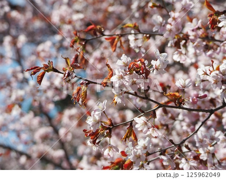 美しいエゾヤマザクラ 美しいエゾヤマザクラ 125962049