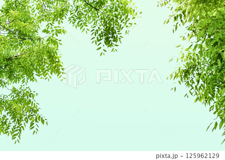 新緑の背景 新緑の背景 125962129