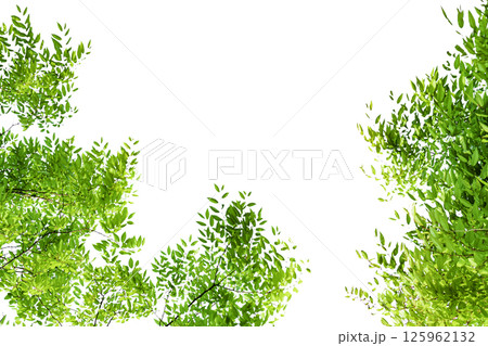 新緑の背景 125962132