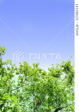 爽やかな新緑と青空の背景 125962145