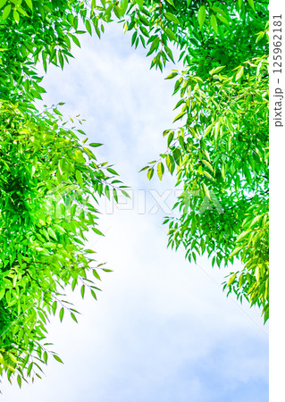 爽やかな新緑と青空の背景 125962181