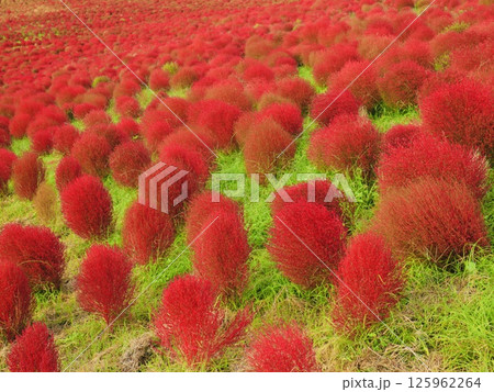 真っ赤なコキア 125962264