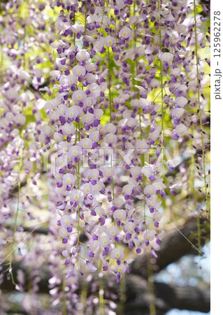 春の陽光を浴びる藤の花 藤棚 春の陽光を浴びる藤の花 藤棚 125962278