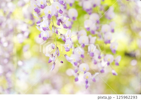春の陽光を浴びる藤の花 藤棚 春の陽光を浴びる藤の花 藤棚 125962293