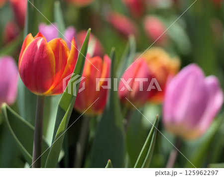 5月に咲いた美しいチューリップの花 5月に咲いた美しいチューリップの花 125962297
