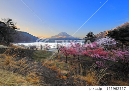 精進湖の桜と富士山／山梨県 富士河口湖町 125962537