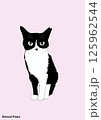 座っている猫のイラスト 125962544