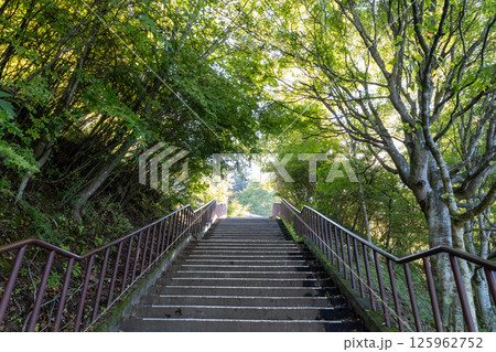 秋 秩父三峯神社 階段から見上げた木々の景色 秋 秩父三峯神社 階段から見上げた木々の景色 125962752