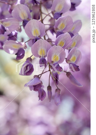 春の陽光に照らされた藤の花 125962808