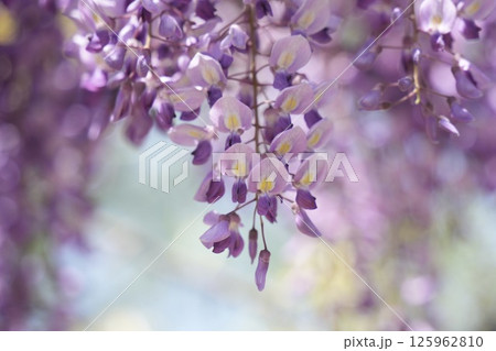 春の日差しに映える藤の花　青空 125962810