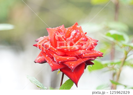 雨に濡れた赤い薔薇のクローズアップ 雨に濡れた赤い薔薇のクローズアップ 125962829