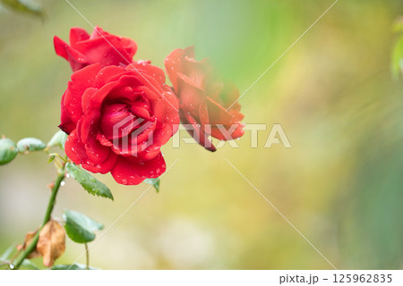 雨に濡れた赤い薔薇のクローズアップ 125962835