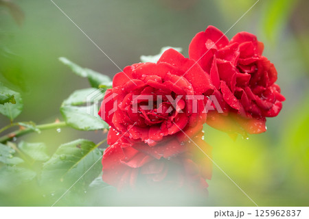 雨に濡れた赤い薔薇のクローズアップ 雨に濡れた赤い薔薇のクローズアップ 125962837