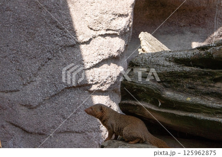 A small dwarf mongoose sits on a sunny rock, warily surveying its surroundings. Its short, tawny fur and elongated body highlight its agility and adaptation to life on the savannah. A small dwarf mongoose sits on a sunny rock, warily surveying its surroundings. Its short, tawny fur and elongated body highlight its agility and adaptation to life on the savannah. 125962875
