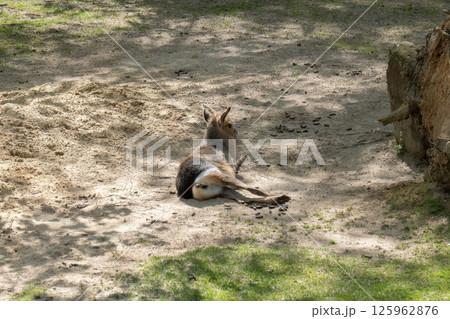 The Patagonian mara lies on a grassy surface, legs outstretched, resting in the shade or sun. Its calm posture emphasizes its natural harmony and adaptation to life in the open landscapes of South Ame The Patagonian mara lies on a grassy surface, legs outstretched, resting in the shade or sun. Its calm posture emphasizes its natural harmony and adaptation to life in the open landscapes of South Ame 125962876