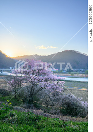 日の出と名も無き一本桜【安曇野】 125962960
