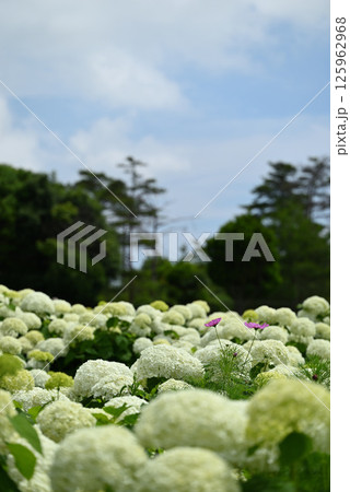 白い紫陽花の中に咲くピンクの花 125962968