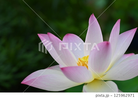柔らかく咲く蓮の花 柔らかく咲く蓮の花 125962971