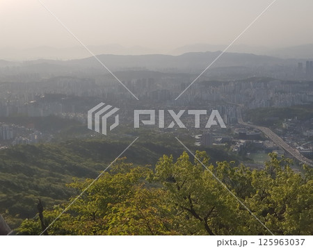 purple flowers in the garden 125963037