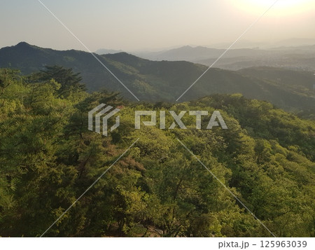 purple flowers in the garden purple flowers in the garden 125963039