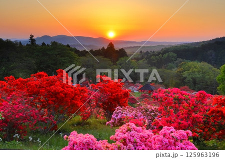 笠間つつじ公園の朝日 125963196