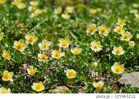 チングルマ畑 125963212