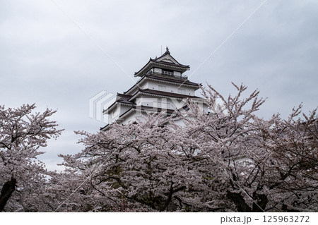 鶴ヶ城と桜 鶴ヶ城と桜 125963272