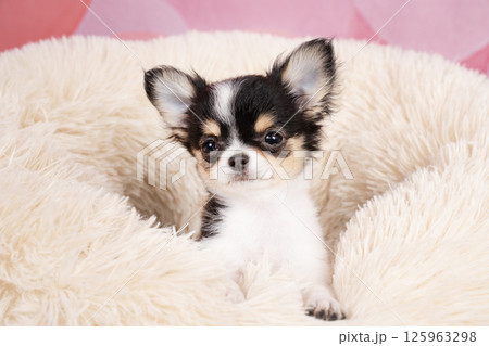 ピンクバックと白いベッドに入ったチワワの仔犬 ピンクバックと白いベッドに入ったチワワの仔犬 125963298