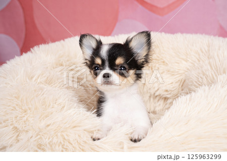 ピンクバックと白いベッドに入ったチワワの仔犬 125963299