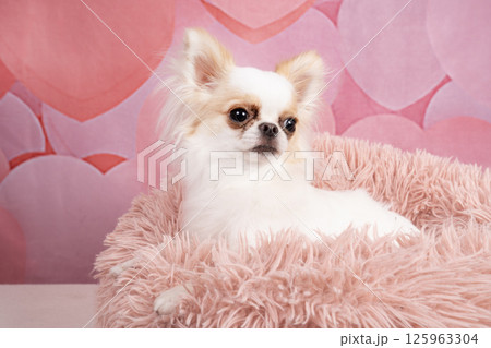 ピンクバックと白いベッドに入ったチワワのシンバ ピンクバックと白いベッドに入ったチワワのシンバ 125963304