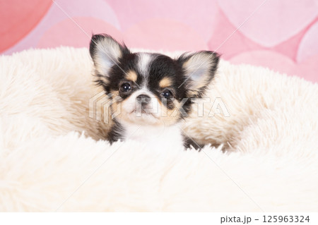 ピンクバックと白いベッドに入ったチワワの仔犬 125963324