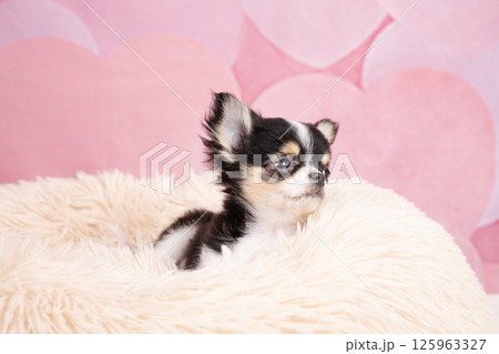 ピンクバックと白いベッドに入ったチワワの仔犬 125963327