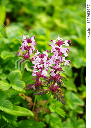 ヨツバシオガマ 125963477