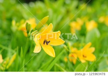 ニッコウキスゲ ニッコウキスゲ 125963478