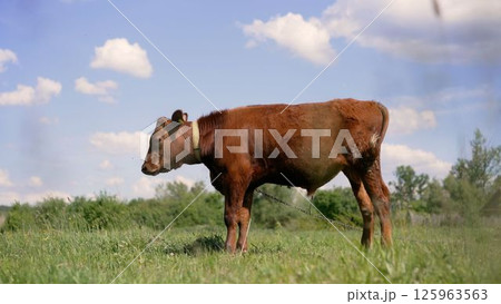 Young brown calf grazing in sunny pasture Young brown calf grazing in sunny pasture 125963563