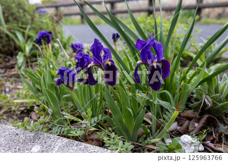 イリス・ルテスケンスの花 イリス・ルテスケンスの花 125963766