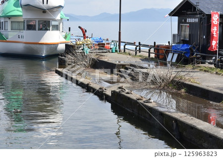 猪苗代湖　遊覧船と鴨 125963823