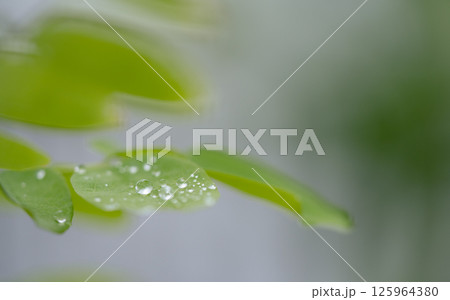 雨上がりの草花 雨上がりの草花 125964380