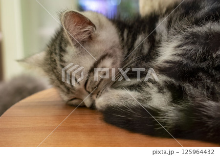 ごめん寝で眠る子猫 125964432