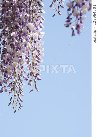春の日差しに映える藤の花　青空 125964501