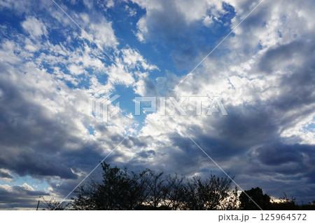 広い青空と白い雲に草木の影 125964572